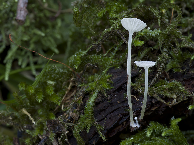 Entoloma cephalotrichum